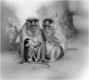 Couple de singes regardant leur enfant avec attention